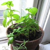 Not enough to make pesto, but sweet nonetheless.