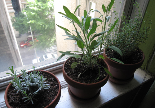 Lavender, sage and thyme. You can almost see them grow. Now if only I can keep remembering to water them.