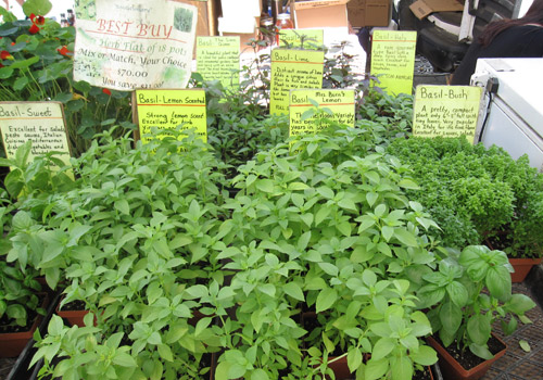 Basil plants at Union Square Greenmarket, May 21, 2010 Basil plants at Union Square Greenmarket, May 2010