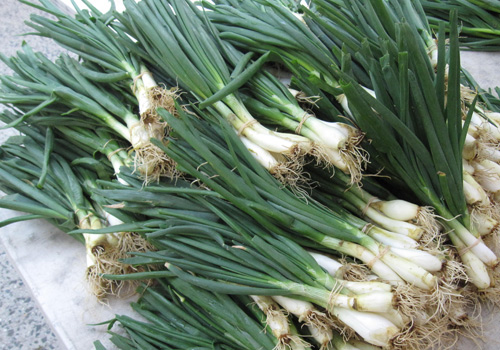 Scallions—I like to keep a fresh supply handy because they seem to turn up a lot in the Med recipes I'm trying. Scallions at 97 Street Greenmarket