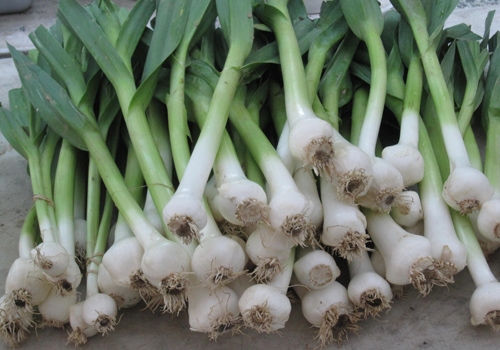 Young elephant garlic Spring onions at 97 Street Greenmarket, May 2010